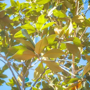 Magnolia Con Giardino Casa vacanze Bari